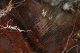 Triassic Petrified Wood Slab - Utah #118072-1